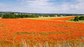 Culture de coquelicots ?