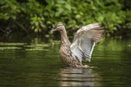 Le canard aux ailes d'ange