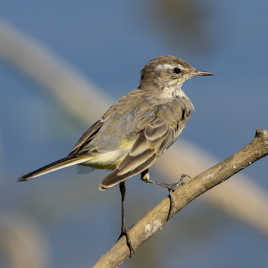 Bergeronnette des ruisseaux...