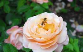 La rose et l'abeille