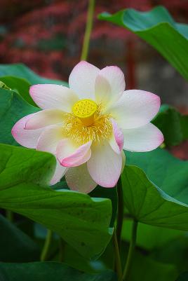 Beauté florale