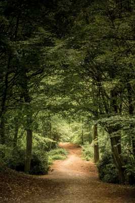 Sentier Forestier