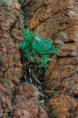 La force de la nature