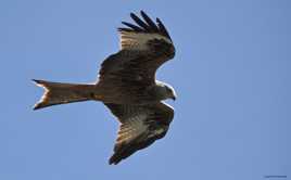 Milan seul (sans Remo)