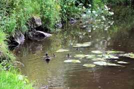 promenade en famille