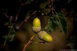 pour finir comme le noble chêne, il faut débuter comme un gland.