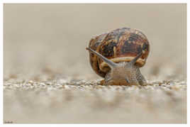 Face a face avec le petit gris