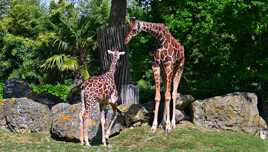 Tu grandis mon petit!