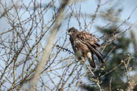 Buse variable