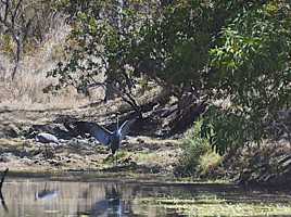 Brolga en milieu naturel 2