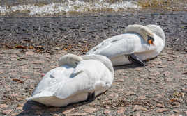 Au secours. Qui nous a fait des noeuds ?