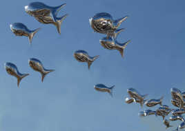poissons volants
