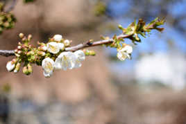 cerisier en fleur
