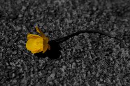 Tristesse de printemps