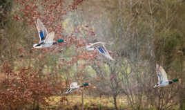 Canards en vol