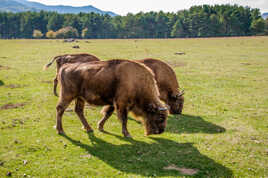 Bison Européen