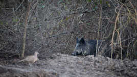 Un sanglier croise une poule faisane