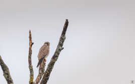 Sur mon arbre perché