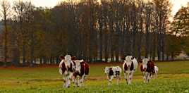 Les curieuses