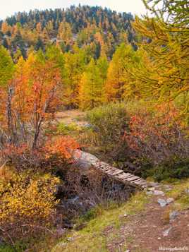 A la recherche des myrtilles