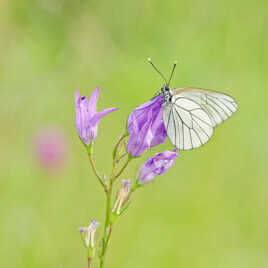 Le gazé et la campanule.