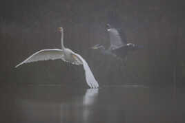 Course poursuite sur l'étang