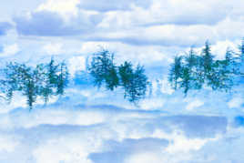 Arbres dans les nuages