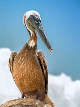 Pelican