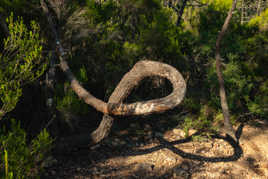 croissance contrariée