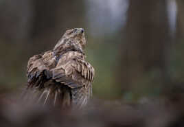 Rester sur ses gardes