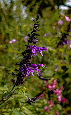 belle inconnue au jardin de C. Monet'i