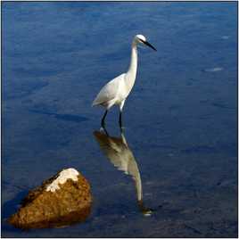 Aigrette garzette et son perchoir