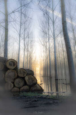 Lever de soleil dans une peupleraie