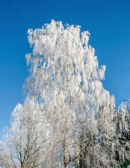 Sous sa Parure Hivernale