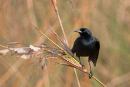 Boat-tailid grackle