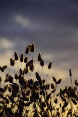 Lagures au crépuscule