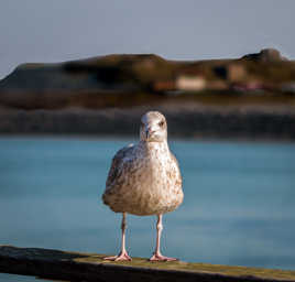 hallo naar Oostende