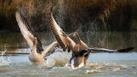Le bal des oies sauvages