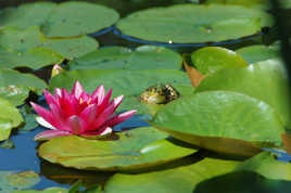 elle arrive quand la princesse?