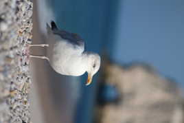 mouette