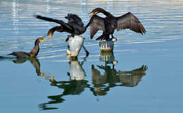 Bataille pour le podium