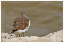 Les yeux derrière la tête
