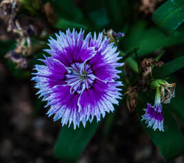 La beauté et la Fin.