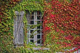 La fenêtre et le lierre