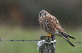 Faucon crécerelle (femelle)