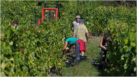 Vendanges