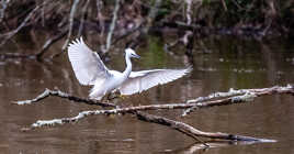 Aigrette