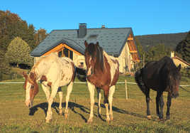 Ôh ! Jura : les chevaux