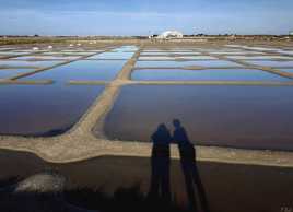 Ombres dans le marais.