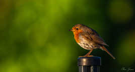 De bon matin, j'observe